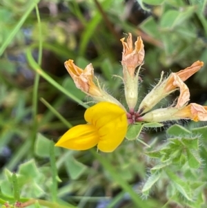 Lotus corniculatus at QPRC LGA - 1 Jan 2024