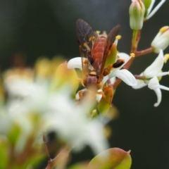 Labium sp. (genus) (An Ichneumon wasp) at Griffith, ACT - 1 Jan 2024 by JodieR