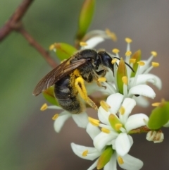 Lasioglossum (Chilalictus) sp. (genus & subgenus) (Halictid bee) at Griffith Woodland - 1 Jan 2024 by JodieR