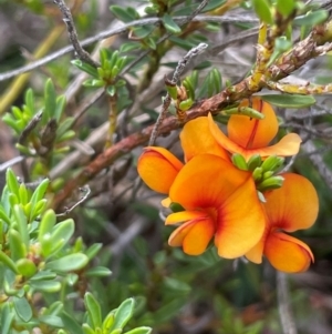 Pultenaea subspicata at QPRC LGA - 1 Jan 2024