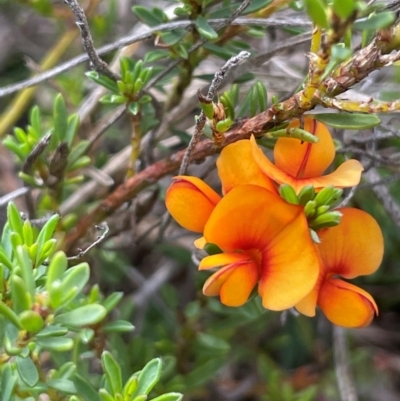 Pultenaea subspicata (Low Bush-pea) at Bendoura, NSW - 1 Jan 2024 by JaneR