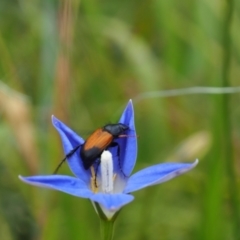 Phyllotocus navicularis (Nectar scarab) at Griffith, ACT - 1 Jan 2024 by JodieR