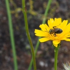 Lasioglossum (Chilalictus) lanarium (Halictid bee) at Griffith, ACT - 1 Jan 2024 by JodieR
