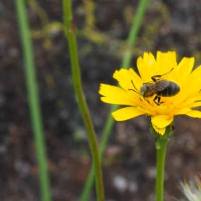 Lasioglossum (Chilalictus) lanarium (Halictid bee) at Griffith, ACT - 1 Jan 2024 by JodieR