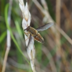 Trichophthalma punctata (Tangle-vein fly) at Griffith, ACT - 1 Jan 2024 by JodieR