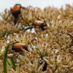 Phyllotocus navicularis (Nectar scarab) at Griffith, ACT - 1 Jan 2024 by JodieR