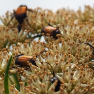 Phyllotocus navicularis at Griffith Woodland (GRW) - 1 Jan 2024