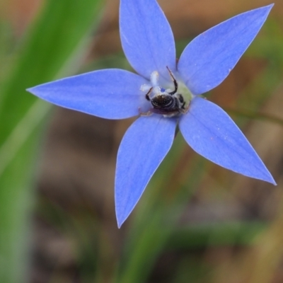 Lasioglossum (Chilalictus) sp. (genus & subgenus) (Halictid bee) at Griffith, ACT - 1 Jan 2024 by JodieR