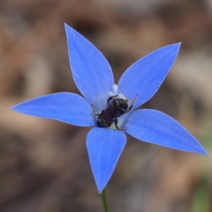 Lasioglossum (Chilalictus) sp. (genus & subgenus) at Griffith Woodland (GRW) - 1 Jan 2024