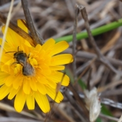 Lasioglossum (Chilalictus) sp. (genus & subgenus) (Halictid bee) at Griffith Woodland - 1 Jan 2024 by JodieR
