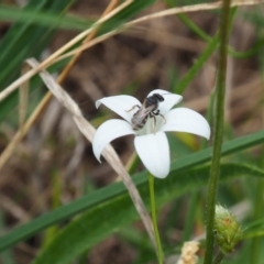 Lasioglossum (Chilalictus) sp. (genus & subgenus) (Halictid bee) at Griffith Woodland (GRW) - 1 Jan 2024 by JodieR