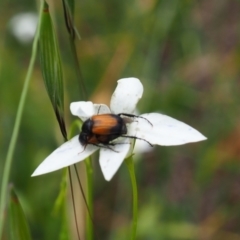 Phyllotocus navicularis (Nectar scarab) at Griffith, ACT - 1 Jan 2024 by JodieR