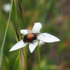 Phyllotocus navicularis at Griffith Woodland (GRW) - 1 Jan 2024