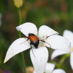 Phyllotocus navicularis at Griffith Woodland (GRW) - 1 Jan 2024