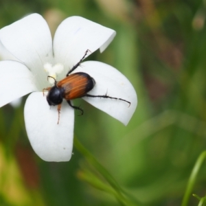 Phyllotocus navicularis at Griffith Woodland (GRW) - 1 Jan 2024