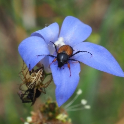 Phyllotocus navicularis (Nectar scarab) at Griffith Woodland - 1 Jan 2024 by JodieR