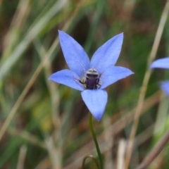 Lasioglossum (Chilalictus) sp. (genus & subgenus) (Halictid bee) at Griffith, ACT - 1 Jan 2024 by JodieR