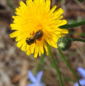 Lasioglossum (Chilalictus) sp. (genus & subgenus) at Undefined Area - 1 Jan 2024 01:51 PM