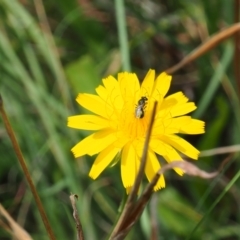 Lasioglossum sp. (genus) (Furrow Bee) at Griffith, ACT - 1 Jan 2024 by JodieR