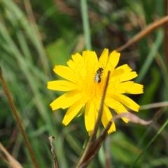 Lasioglossum sp. (genus) (Furrow Bee) at Griffith Woodland (GRW) - 1 Jan 2024 by JodieR