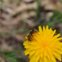 Lasioglossum (Chilalictus) sp. (genus & subgenus) (Halictid bee) at Griffith, ACT - 1 Jan 2024 by JodieR