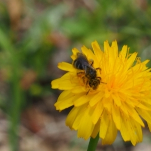 Lasioglossum (Chilalictus) sp. (genus & subgenus) at Griffith Woodland (GRW) - 1 Jan 2024 01:59 PM