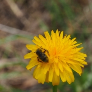 Lasioglossum (Chilalictus) sp. (genus & subgenus) at Griffith Woodland (GRW) - 1 Jan 2024 01:59 PM