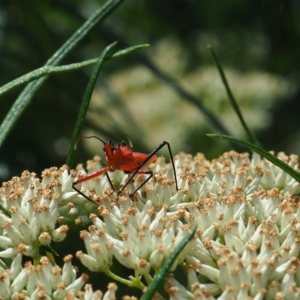 Gminatus australis at Griffith Woodland (GRW) - 1 Jan 2024