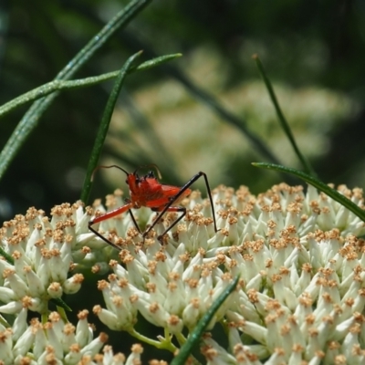 Gminatus australis (Orange assassin bug) at Griffith Woodland (GRW) - 1 Jan 2024 by JodieR