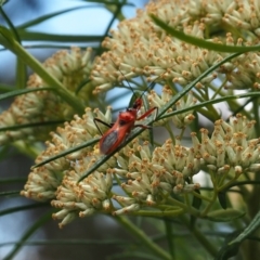 Gminatus australis at Griffith Woodland (GRW) - 1 Jan 2024 02:02 PM