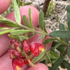 Grevillea alpina at Aranda Bushland - 2 Jan 2024