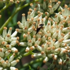 Mordella limbata (A pintail beetle) at Griffith Woodland - 1 Jan 2024 by JodieR