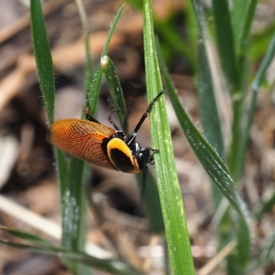 Ellipsidion australe (Austral Ellipsidion cockroach) at Griffith, ACT - 1 Jan 2024 by JodieR