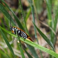 Ellipsidion australe at Griffith Woodland (GRW) - 1 Jan 2024