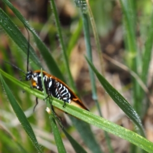 Ellipsidion australe at Griffith Woodland (GRW) - 1 Jan 2024