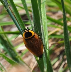 Ellipsidion australe at Griffith Woodland (GRW) - 1 Jan 2024