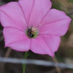 Lasioglossum sp. (genus) (Furrow Bee) at Griffith Woodland - 1 Jan 2024 by JodieR
