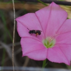 Lasioglossum sp. (genus) at Undefined Area - 1 Jan 2024 02:11 PM