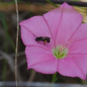 Lasioglossum sp. (genus) at Griffith Woodland (GRW) - 1 Jan 2024