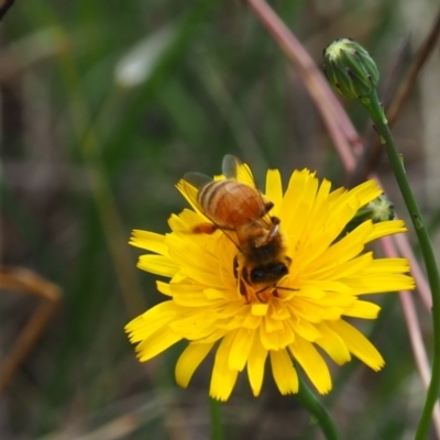 Apis mellifera (European honey bee) at Griffith, ACT - 1 Jan 2024 by JodieR