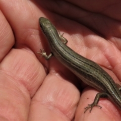 Pseudemoia pagenstecheri (Grassland Tussock-skink) at Dry Plain, NSW - 11 Nov 2023 by AndyRoo