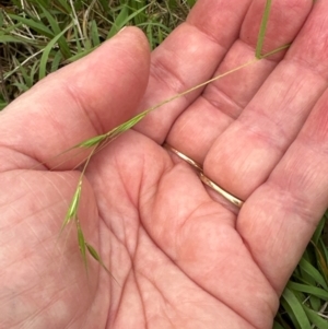 Microlaena stipoides at Aranda, ACT - 2 Jan 2024