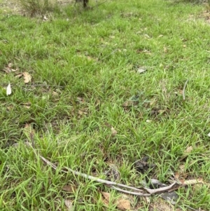 Microlaena stipoides at Aranda, ACT - 2 Jan 2024