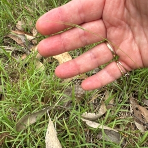 Microlaena stipoides at Aranda Bushland - 2 Jan 2024