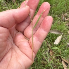 Microlaena stipoides at Aranda, ACT - 2 Jan 2024