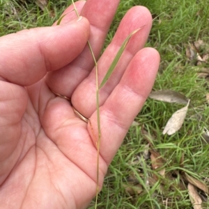 Microlaena stipoides at Aranda, ACT - 2 Jan 2024