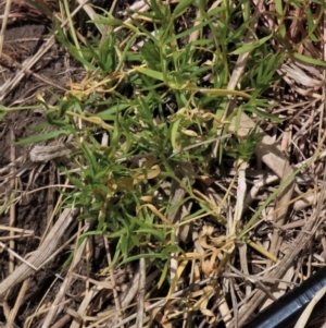 Stellaria angustifolia at Top Hut TSR - 11 Nov 2023