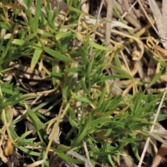 Stellaria angustifolia at Top Hut TSR - 11 Nov 2023