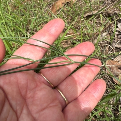 Tricoryne elatior (Yellow Rush Lily) at Aranda Bushland - 2 Jan 2024 by lbradley