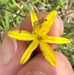 Tricoryne elatior at Aranda, ACT - 2 Jan 2024